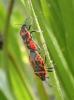 Eurydema ventralis